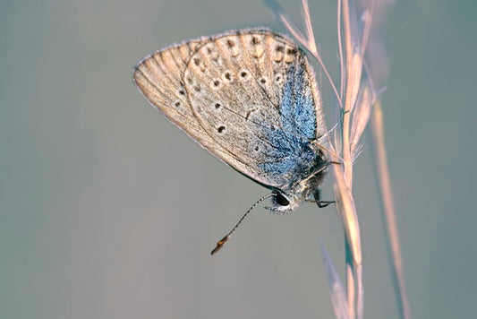 🦋New Arrival on 10.19！The Fantastic Journey of Butterfly Elements🦋